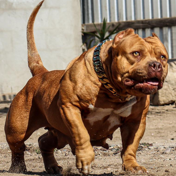 redlion bully puppies for sale oregon