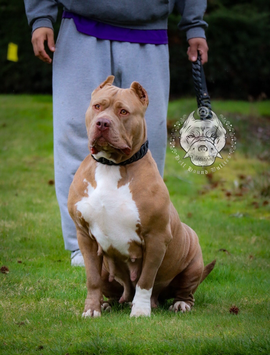 Read more about the article Hellhoundbullys JEWELS