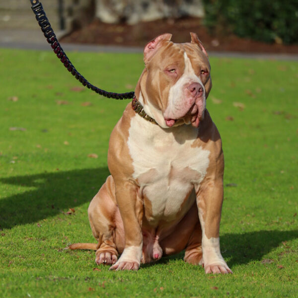 american bullies for sale oregon state pnw