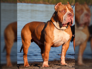 bully breeders west coast california