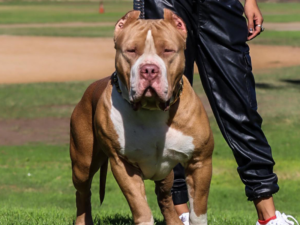 pitbull breeders in Oregon