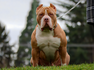 xl bully breeders pacific north west pnw