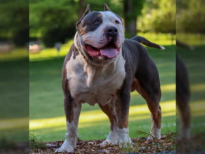 blue tri bullies for sale