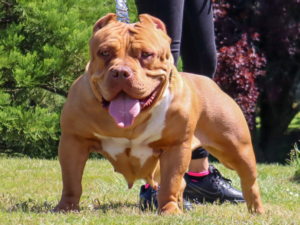 extreme xl bullies for sale oregon california