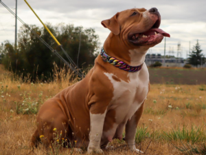 fawn American Bully XL for sale