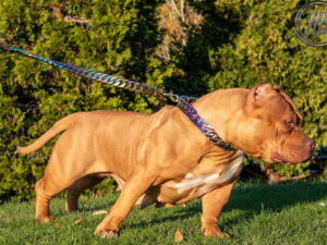 redlion bloodline bullies for sale