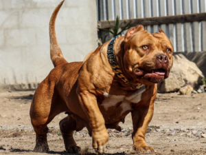 redlion bully puppies for sale oregon