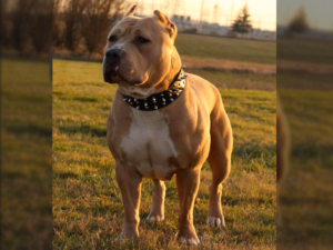 xl pitbull breeders kennels puppies oregon