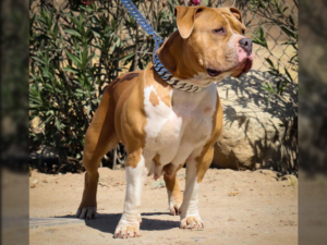 xl puppies for sale american bullies